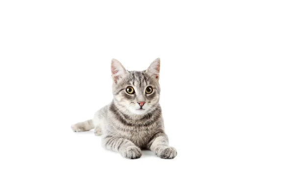 Gato cinzento bonito isolado — Fotografia de Stock