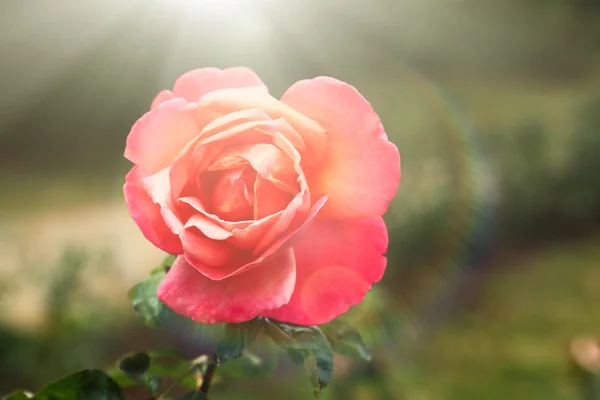 Beautiful rose in the garden — Stock Photo, Image