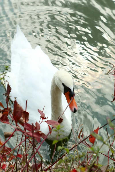 Mooie witte zwaan — Stockfoto