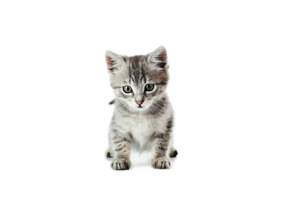 Beautiful cat isolated — Stock Photo, Image