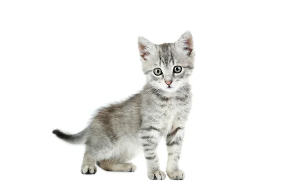 아름 다운 고양이 절연 — 스톡 사진