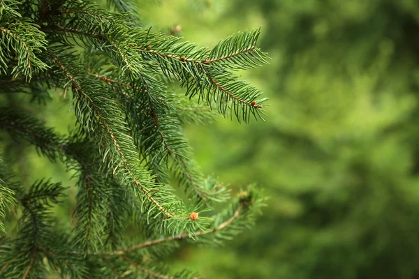 Grüne Fichtenzweige — Stockfoto