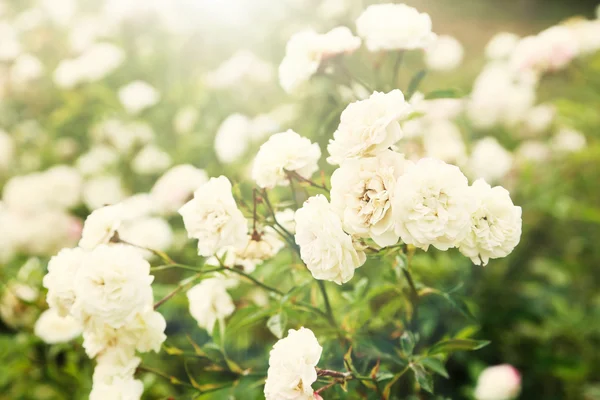 Vackra vårblommor — Stockfoto