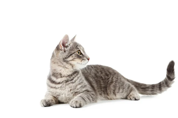 Elszigetelt, gyönyörű szürke macska — Stock Fotó