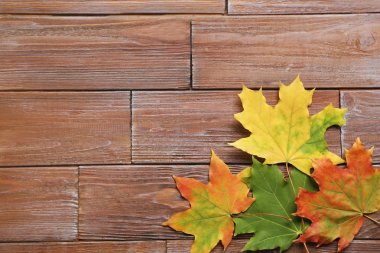 Kahverengi masaya sonbahar yaprakları