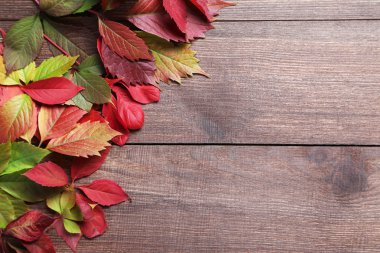 Kahverengi masaya sonbahar yaprakları