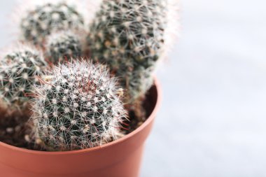 Kaktüs kahverengi tencerede 