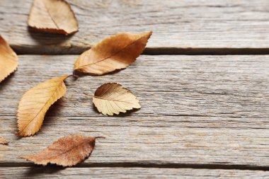 Masaya sonbahar yaprakları