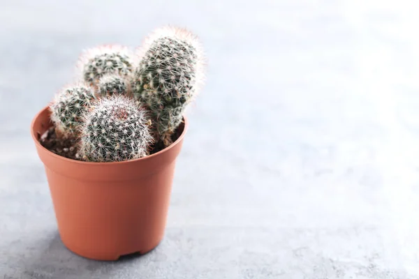 Cactus in brown pot — Stock Photo, Image