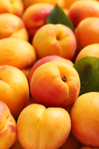 Frutti di albicocche mature — Foto Stock