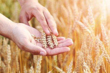 Olgun altın buğday elinde 