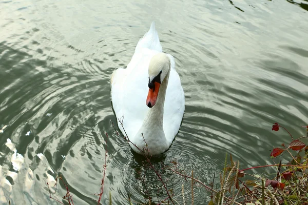 Cisne branco no lago — Fotografia de Stock