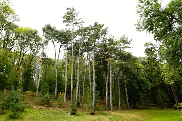 Zielony las drzew — Zdjęcie stockowe