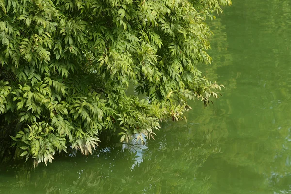 Grüne Baumblätter — Stockfoto