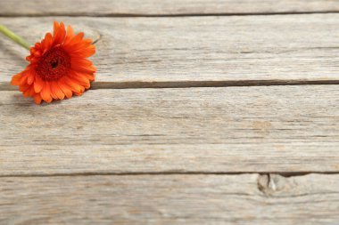 Turuncu Çiçek masaya