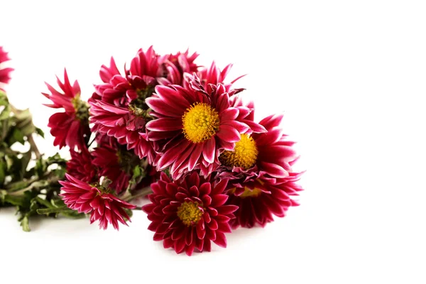 Bouquet of chrysanthemum isolated — Stock Photo, Image