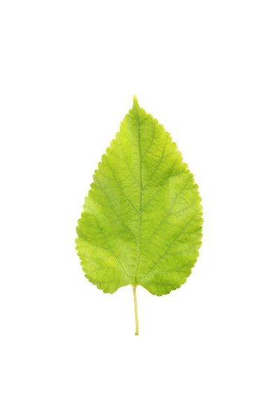 가 잎 절연 — 스톡 사진