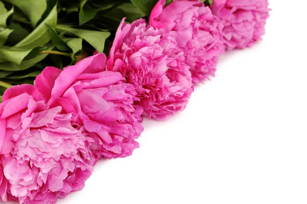 Bukett med rosa pion blommor — Stockfoto