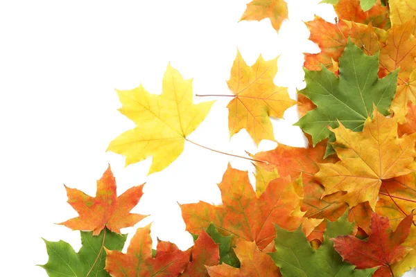 Autumn leaves isolated Royalty Free Stock Images