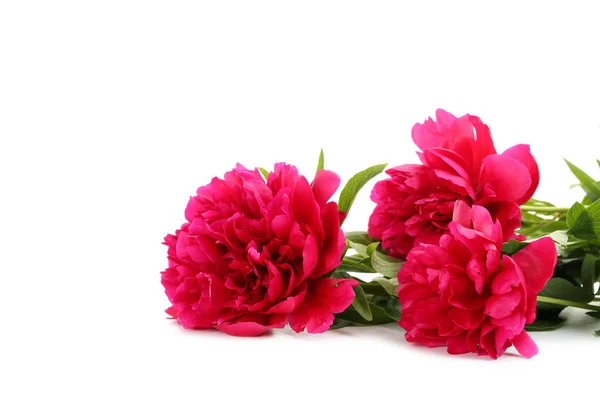 Bukiet kwiatów czerwony piwonia — Zdjęcie stockowe
