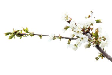 Beyaz çiçekler açan ağaç