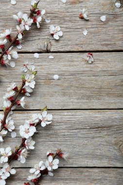 çiçekli ağaç dalları