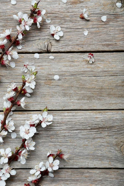 çiçekli ağaç dalları