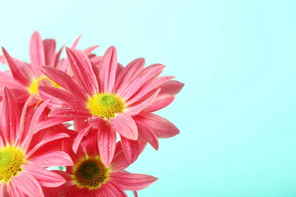 Crisantemo Flores sobre fondo — Foto de Stock