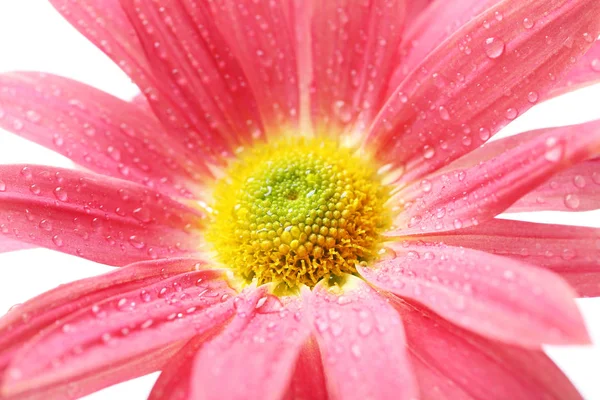 Chrysanthemum flower on table — Stock Photo, Image