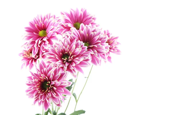 Bouquet of chrysanthemum flowers — Stock Photo, Image