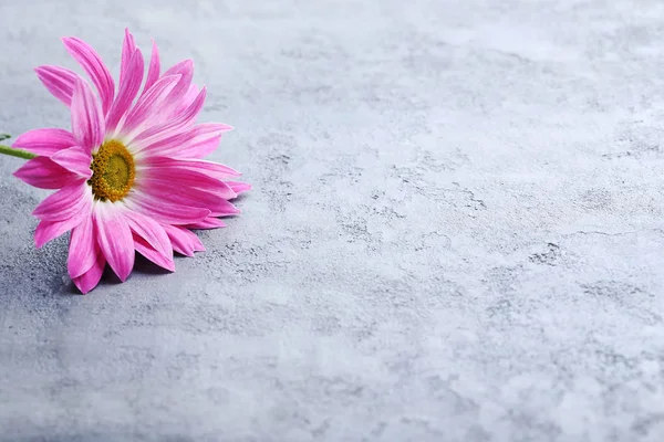 Цветок Хризантемы на столе — стоковое фото