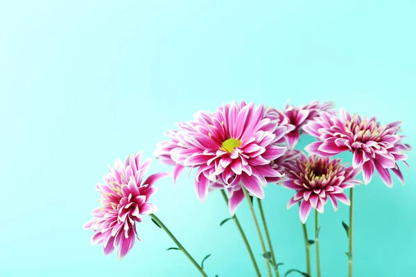 Chrysanthemum blommor på bakgrund — Stockfoto