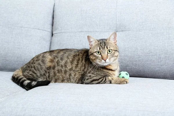 Gato bonito mentir — Fotografia de Stock