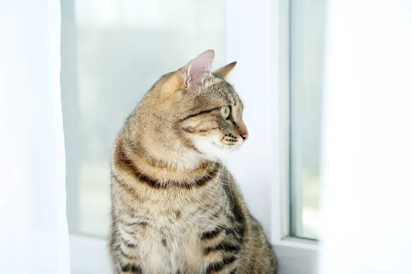 Bonito gato sentado no peitoril da janela — Fotografia de Stock