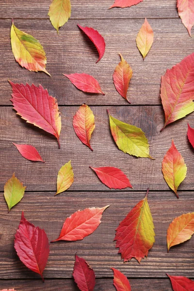 Herbstblätter auf dem Tisch — Stockfoto