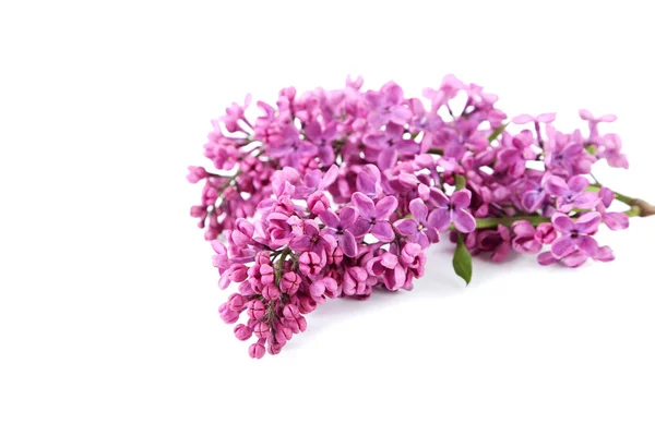 Blooming lilac flowers — Stock Photo, Image
