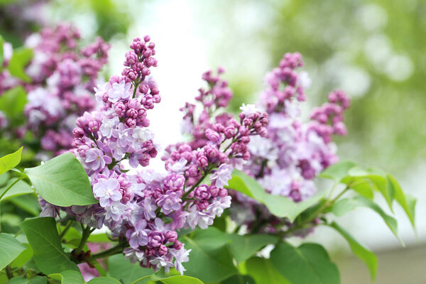 Blooming lilac flowers 