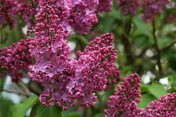 Fleurs lilas en fleurs — Photo