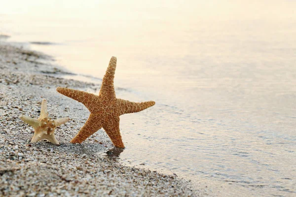 Estrella de mar en una playa de arena — Foto de Stock