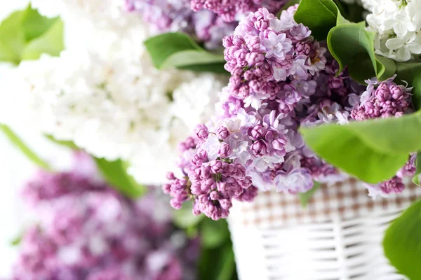 Fioritura fiori lilla — Foto Stock