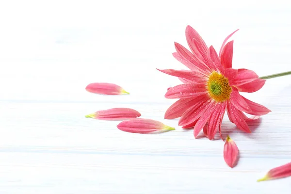 Chrysanthemum flowers on table — Stock Photo, Image