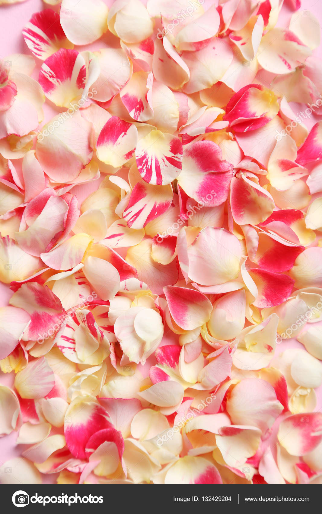 Pink rose petals Stock Photo by ©5seconds 132429204