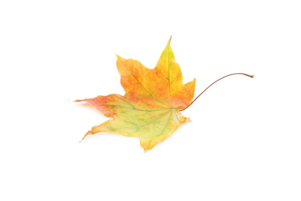 가 잎 절연 — 스톡 사진
