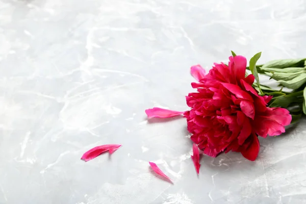 Kırmızı Şakayık çiçekleri — Stok fotoğraf