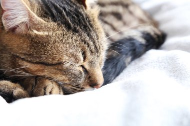 Ekose üzerinde güzel kedi