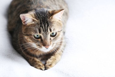 Ekose üzerinde güzel kedi