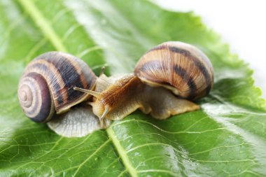 Brown snails on green leaf clipart