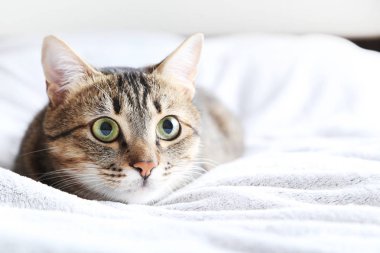 Ekose üzerinde güzel kedi