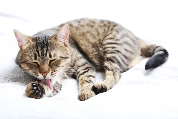 格子縞の美しい猫 — ストック写真