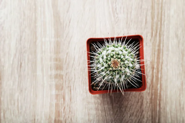 Cactus en maceta sobre mesa —  Fotos de Stock